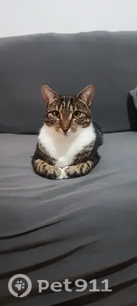 Chat perdu à Écouen - Aidez-moi ! - photo