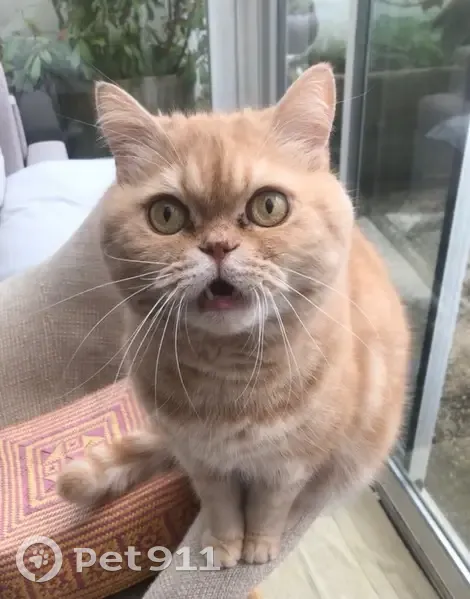 Chat roux disparu à Berck - photo
