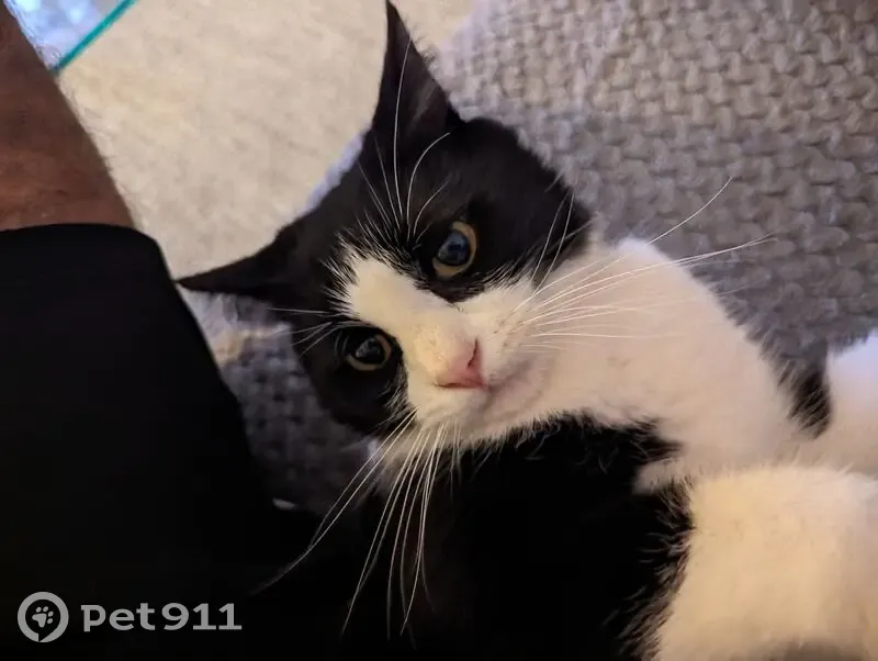 Chat noir et blanc perdu à Brioude - photo