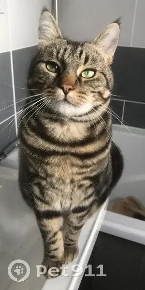 Chat Perdu: Léon, 3 ans, Châtellerault - photo