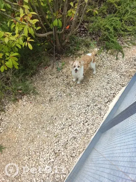 Chien perdu à Saint-Brès trouvé - photo