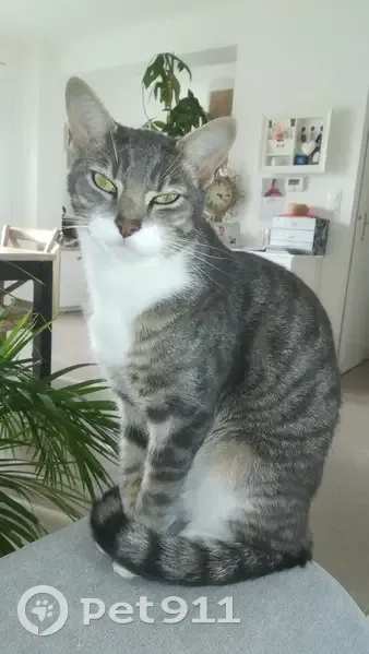 Chat gris Tanis perdu à Romillé - photo