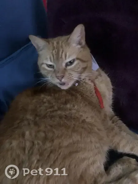 Chat Léo disparu à Bousbecque - photo