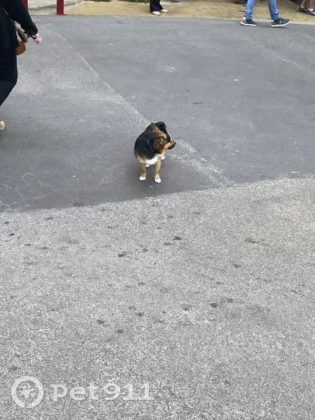 Chien errant dangereux à Sommières - photo