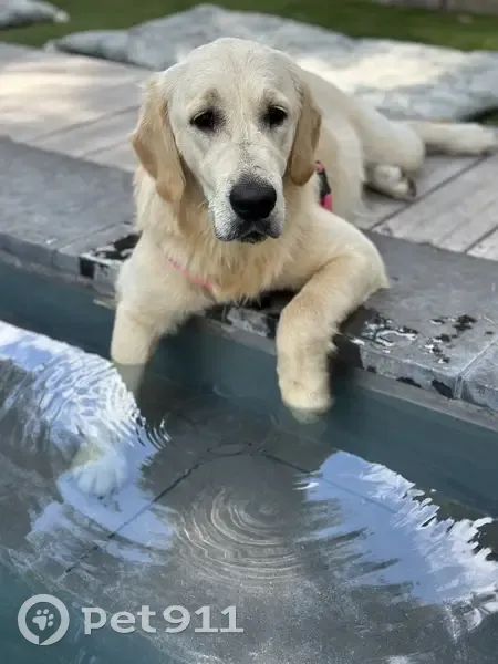Abby, Golden 6 mois, perdue - photo