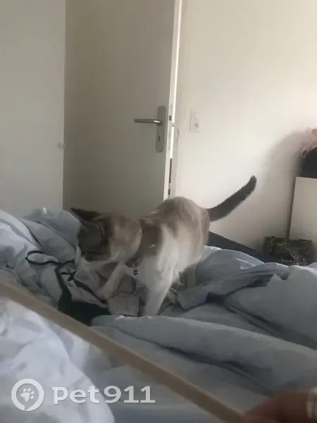 Chatte Umi perdue à Bordeaux - photo