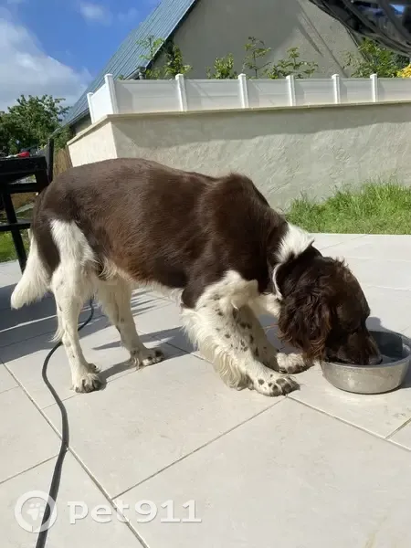 Chien de chasse perdu à Mutrécy - photo