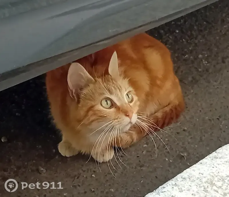 Chat roux trouvé à Bordeaux - photo