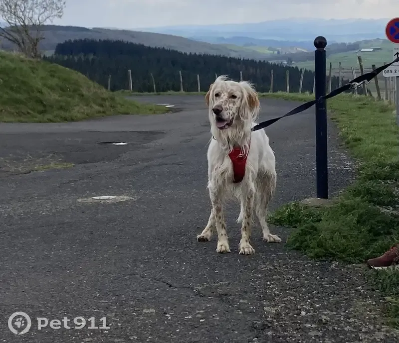 Aidez-nous: Mawi, chien perdu! - photo