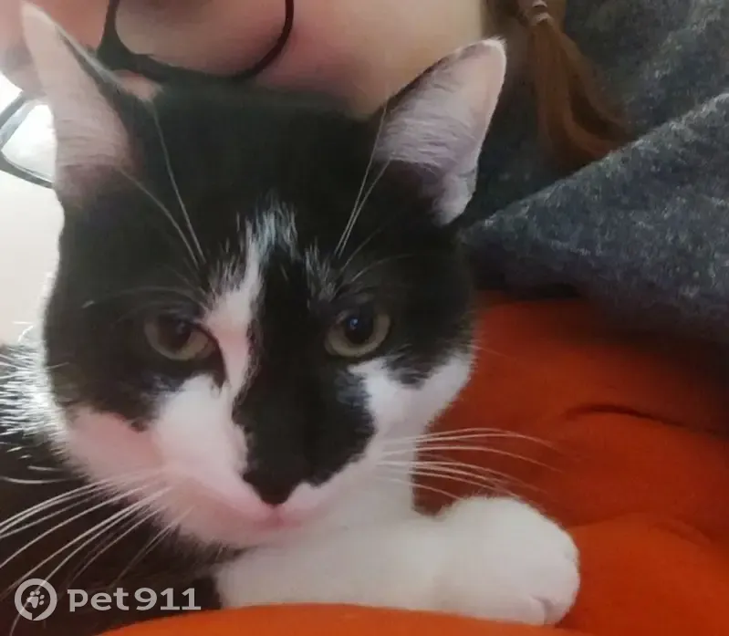 Chat noir et blanc disparu à Tarbes - photo