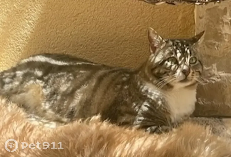 Chat tigré marron perdu à Cannes - photo