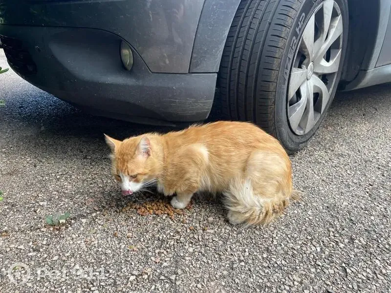 Chat errant affamé et blessé - photo
