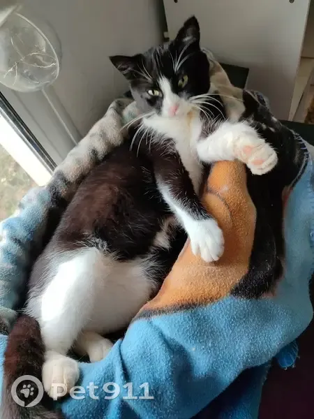 Avis de recherche: Chat Sia - photo
