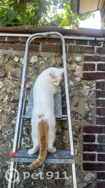 Chat Bulma perdu - Blanc et Roux - photo