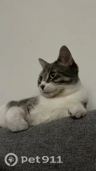 Chat Sacha blanc/gris perdu à Chantepie - photo