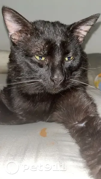 Chat Réglisse perdu à Tourcoing - photo