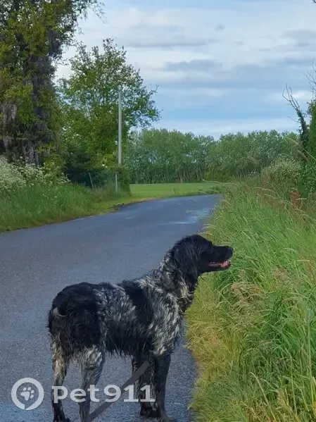 Alerte: 2 épagneuls perdus - photo