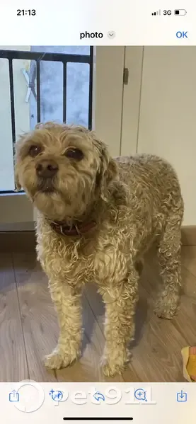 Caniche perdu retrouvé près de Peypin - photo