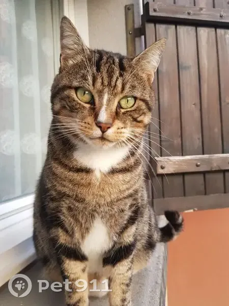 Chat tigré disparu à Pompignac - photo