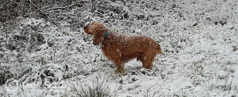Chien semi-sourd/aveugle perdu - photo