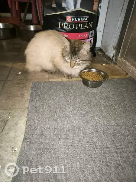 Chat crème perdu à Brandivy - photo