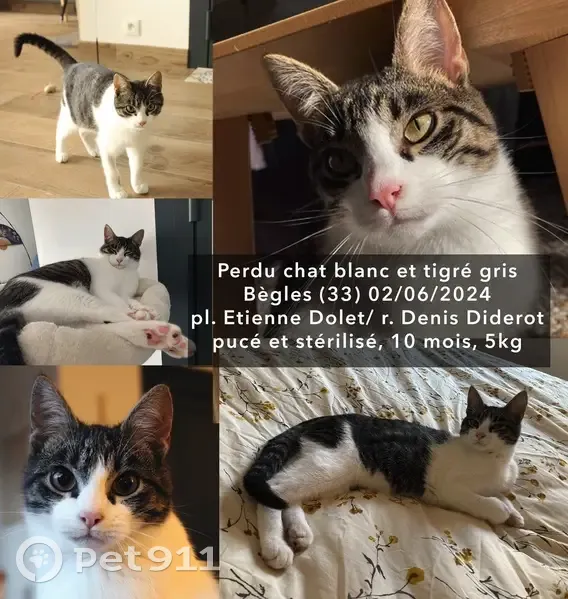 Mizu, Chat Perdu à Bègles - photo
