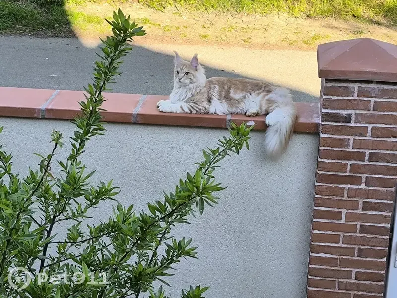 Chat Maine Coon perdu à Pechbonnieu - photo
