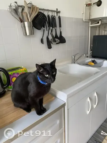 Chat noir câlin trouvé à Metz - photo