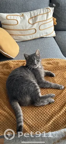 Chatte grise de 7 ans disparue - photo