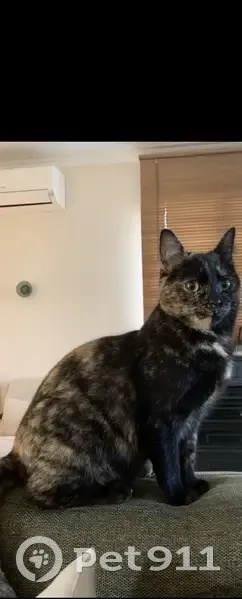 Chatte écaille disparue - Penta - photo