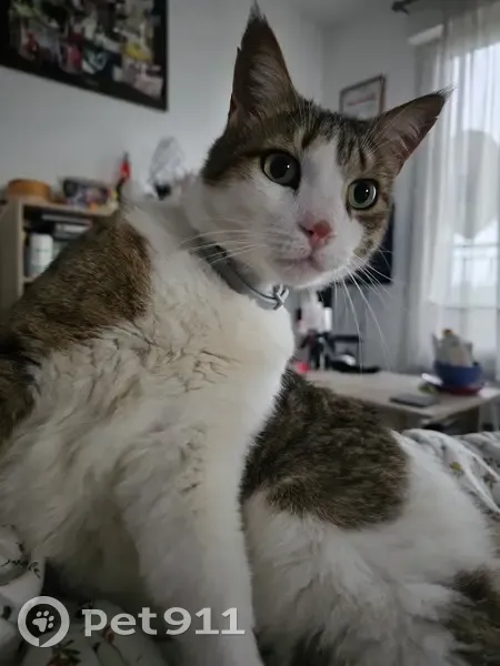 Chat tigré perdu à Nîmes - photo