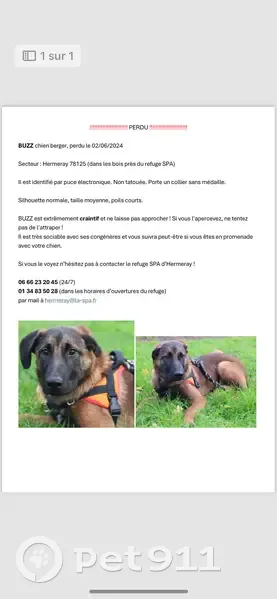 Chien Berger/Malinois craintif perdu - photo
