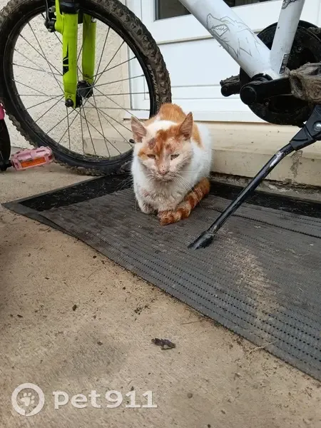 Chat roux et blanc trouvé blessé - photo