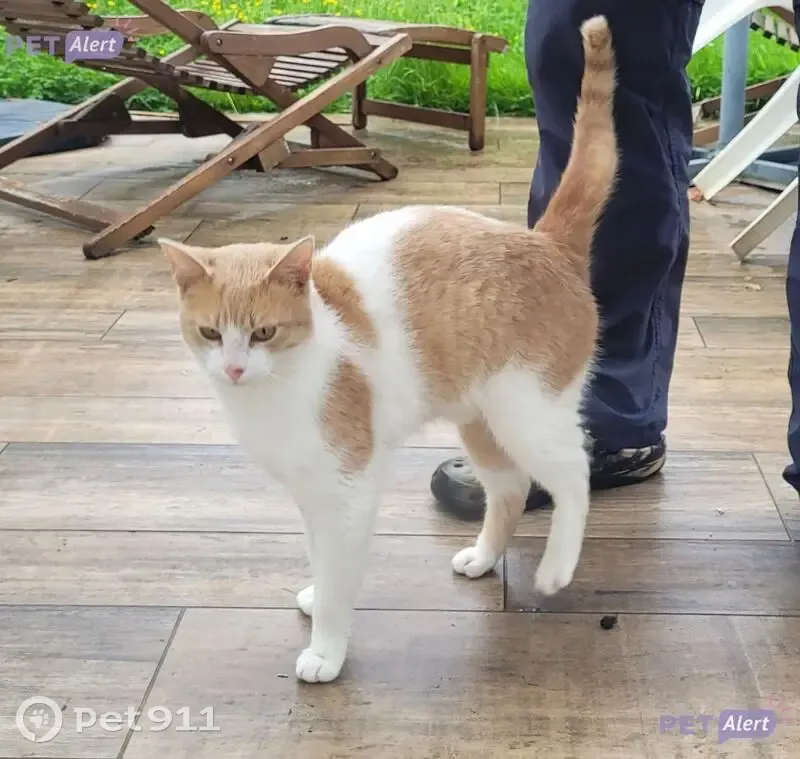 Chat roux/blanc trouvé à Élancourt - photo