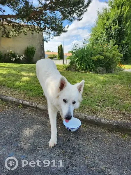 Chien blanc perdu à Montroy - photo