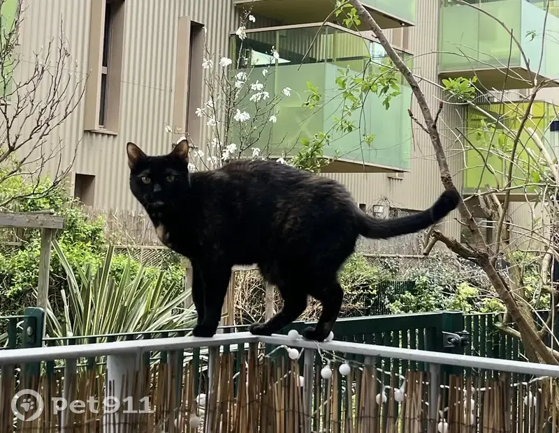 Chatte écaille disparue à Bordeaux - photo