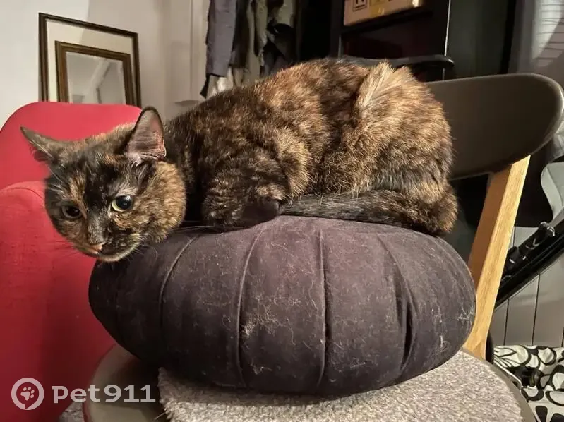 Chatte écaille tortue perdue - photo