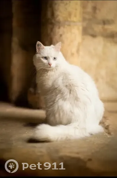 Chatte sourde et tripode perdue - photo