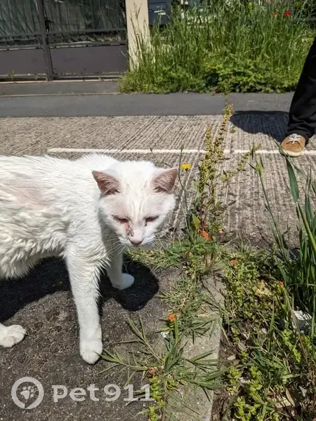 Chat blanc trouvé à Orléans - photo