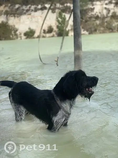 Syrus, Drahthaar perdu à Verrières - photo