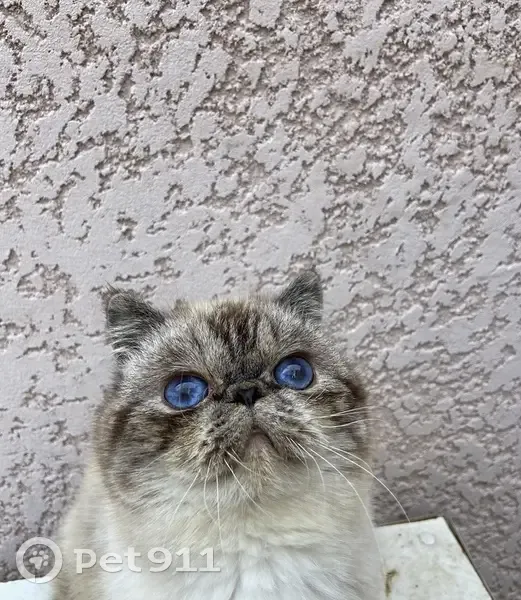 Chat Exotic Perdu - Boisseron - photo