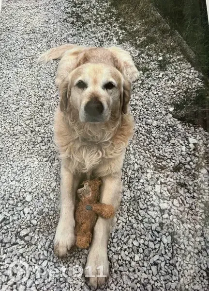 Alerte: Golden Retriever Marcus perdu - photo
