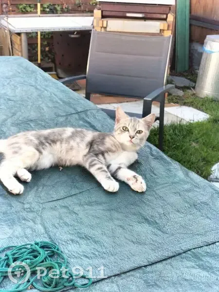 Chat Sidonie disparu à Franconville - photo
