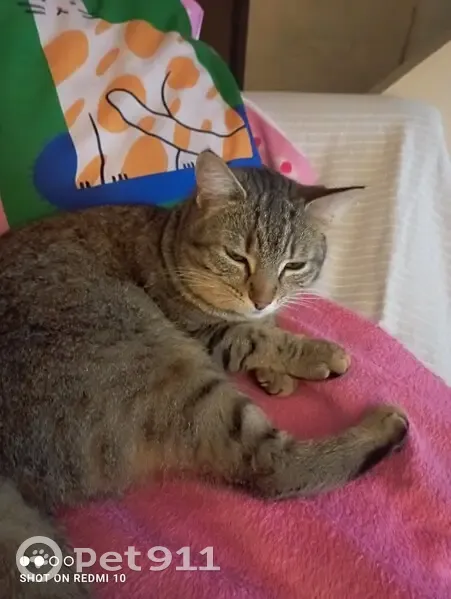 Chatte Rose disparue à Niort - photo