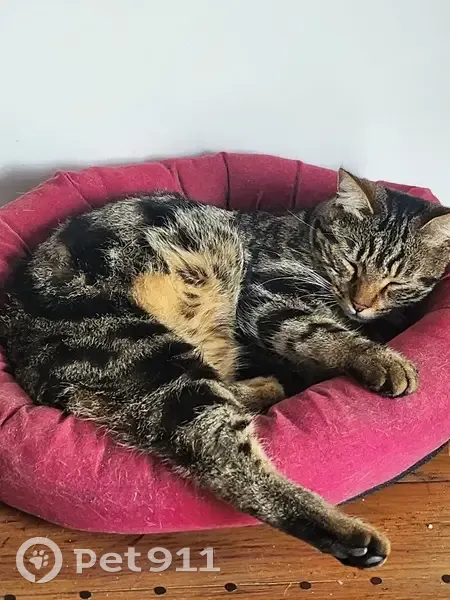 Chat tigré perdu à Marseille - photo