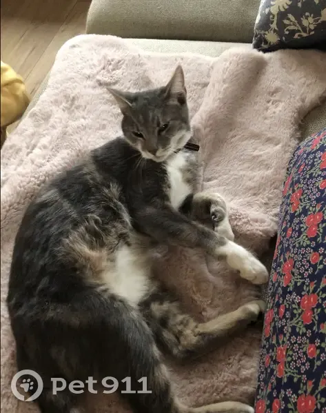 Chat Mune disparu à Maxéville - photo