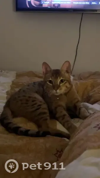 Chat gentil disparu à Auchel - photo