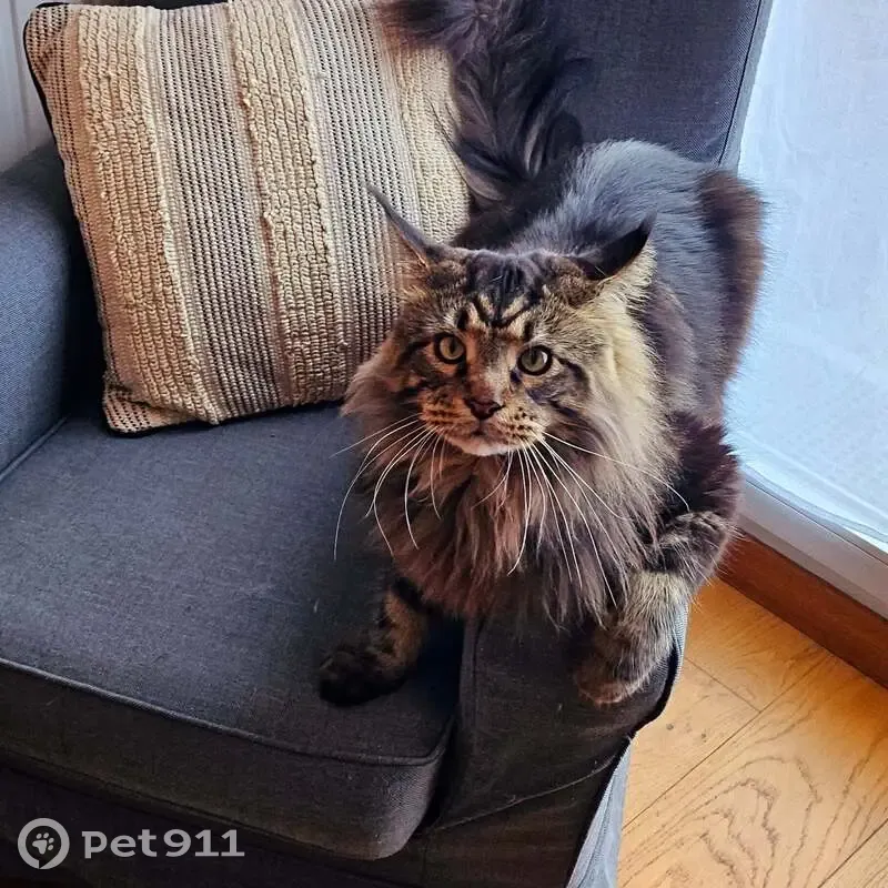 Chat perdu à Lieusaint - photo