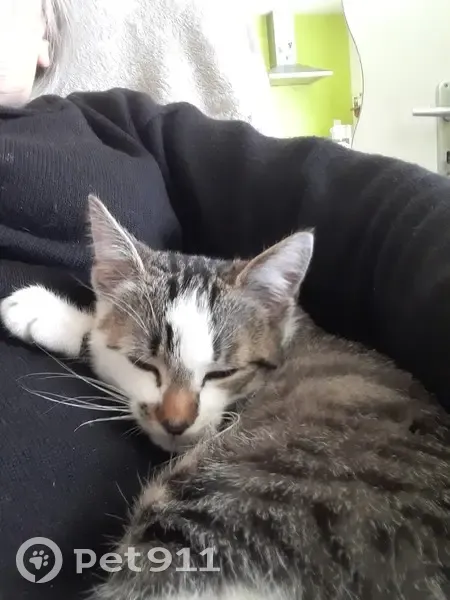 Chaton trouvé à Mazé-Milon - photo