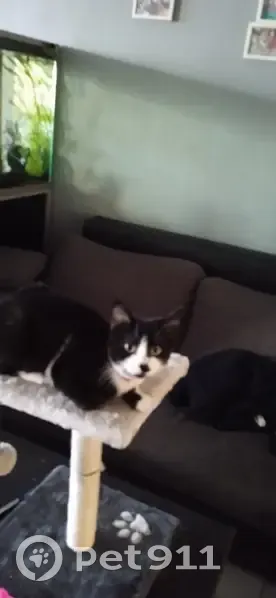Chatte noire/blanche disparue - photo